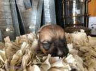 Pembroke Welsh Corgi Puppy for sale in Maryneal, TX, USA
