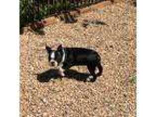 Boston Terrier Puppy for sale in China Grove, NC, USA