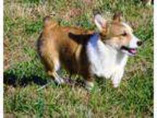 Pembroke Welsh Corgi Puppy for sale in Westminster, MD, USA