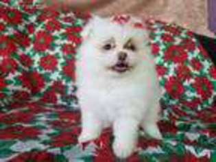 Pomeranian Puppy for sale in Sanford, FL, USA