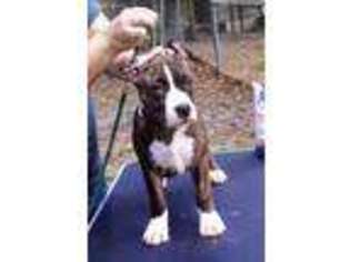 Medium Photo #1 American Staffordshire Terrier Puppy For Sale in Weeki Wachee, FL, USA