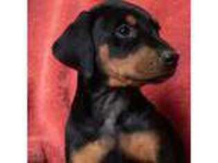 Doberman Pinscher Puppy for sale in Acworth, GA, USA