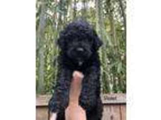 Goldendoodle Puppy for sale in Newberg, OR, USA