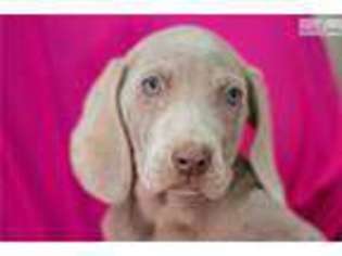 Weimaraner Puppy for sale in Youngstown, OH, USA