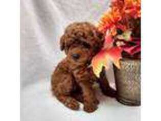 Mutt Puppy for sale in Eatontown, NJ, USA