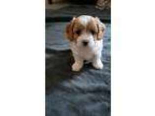 Cavapoo Puppy for sale in Florence, KY, USA