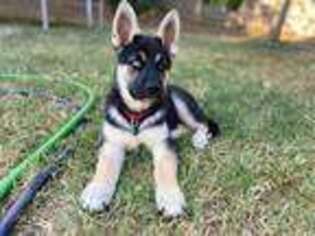 German Shepherd Dog Puppy for sale in Valley Springs, CA, USA