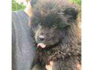 Chow Chow Puppy for sale in Inwood, WV, USA