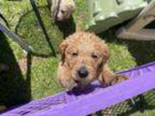 Labradoodle Puppy for sale in Derry, PA, USA