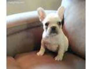 French Bulldog Puppy for sale in Libertyville, IL, USA