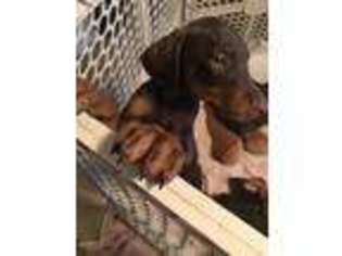 Doberman Pinscher Puppy for sale in Maumelle, AR, USA