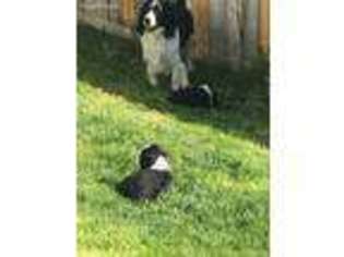 English Springer Spaniel Puppy for sale in Parker, CO, USA