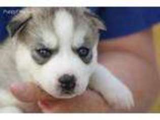 Siberian Husky Puppy for sale in Molalla, OR, USA