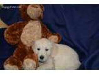 Golden Retriever Puppy for sale in Fayetteville, TN, USA