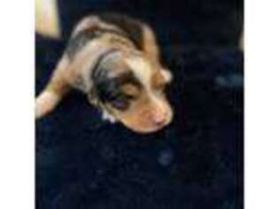 Miniature Australian Shepherd Puppy for sale in Kellogg, ID, USA