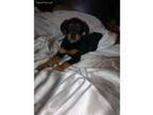 Rottweiler Puppy for sale in Raleigh, NC, USA
