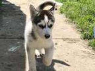 Siberian Husky Puppy for sale in Hull, MA, USA