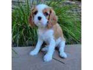 Cavalier King Charles Spaniel Puppy for sale in Fair Oaks, CA, USA