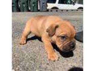 Mutt Puppy for sale in Brockton, MA, USA