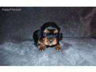 Cavalier King Charles Spaniel Puppy for sale in Chicago, IL, USA