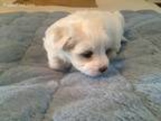 Coton de Tulear Puppy for sale in Pittsburg, TX, USA