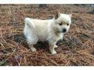 Schipperke Puppy for sale in Libby, MT, USA