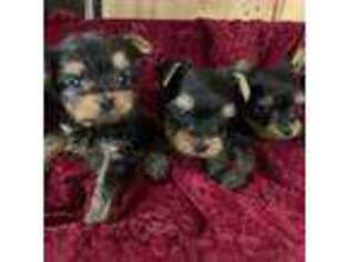 Yorkshire Terrier Puppy for sale in Pineville, LA, USA