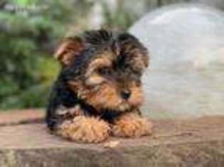Yorkshire Terrier Puppy for sale in Brooksville, FL, USA