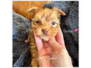 Yorkshire Terrier Puppy for sale in Ozark, MO, USA