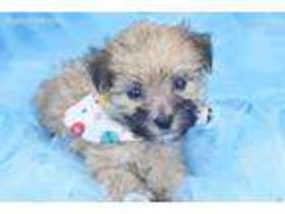 Shorkie Tzu Puppy for sale in Summerfield, NC, USA
