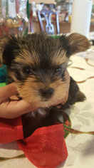 Yorkshire Terrier Puppy for sale in Canyon Lake, TX, USA