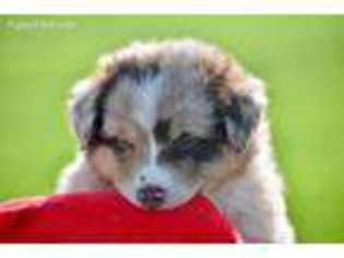 Australian Shepherd Puppy for sale in Denton, MD, USA
