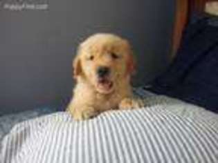 Golden Retriever Puppy for sale in Reinholds, PA, USA