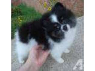 Mutt Puppy for sale in BRISTOW, VA, USA