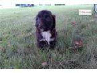 Portuguese Water Dog Puppy for sale in South Bend, IN, USA