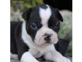 Boston Terrier Puppy for sale in Wentworth, MO, USA