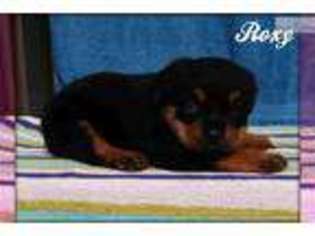 Rottweiler Puppy for sale in Canton, OH, USA