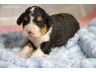 Bernese Mountain Dog Puppy for sale in Minneapolis, MN, USA