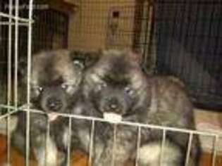 Keeshond Puppy for sale in Perrysburg, OH, USA