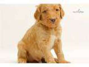 Goldendoodle Puppy for sale in Sioux Falls, SD, USA