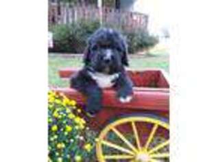 Saint Berdoodle Puppy for sale in Lexington, NC, USA