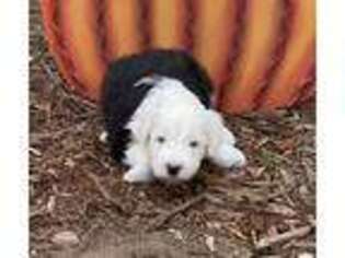 Old English Sheepdog Puppy for sale in Castaic, CA, USA