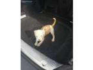 American Bulldog Puppy for sale in Manvel, TX, USA