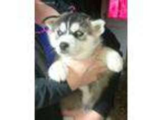 Mutt Puppy for sale in Stayton, OR, USA