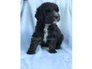Old English Sheepdog Puppy for sale in Sevierville, TN, USA