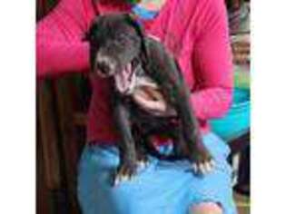Great Dane Puppy for sale in Gilbertville, MA, USA