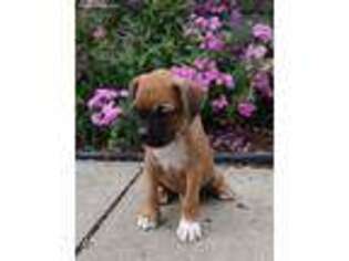 Boxer Puppy for sale in Manheim, PA, USA