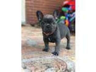 French Bulldog Puppy for sale in Long Beach, MS, USA
