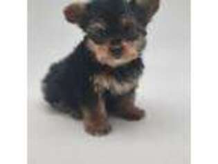 Yorkshire Terrier Puppy for sale in Terrell, TX, USA