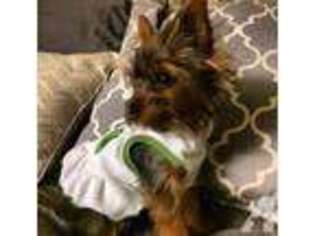 Yorkshire Terrier Puppy for sale in NEWPORT BEACH, CA, USA